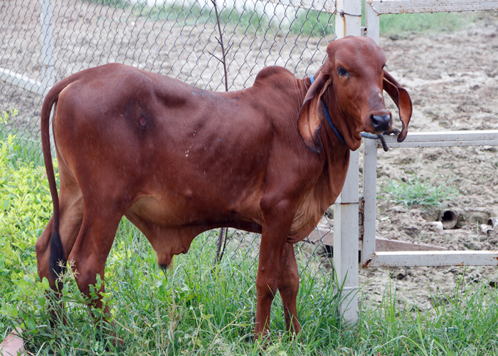 SwadeshiVIP Farms