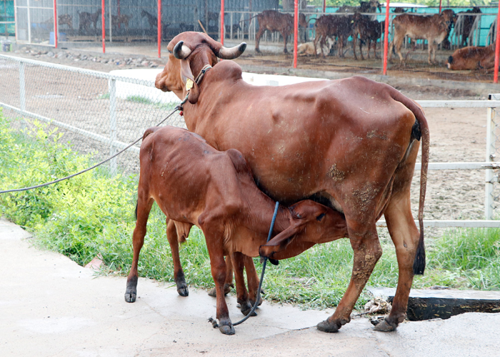 SwadeshiVIP Farms